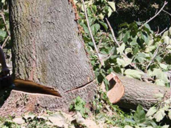 Abbattimento-alberi-parma