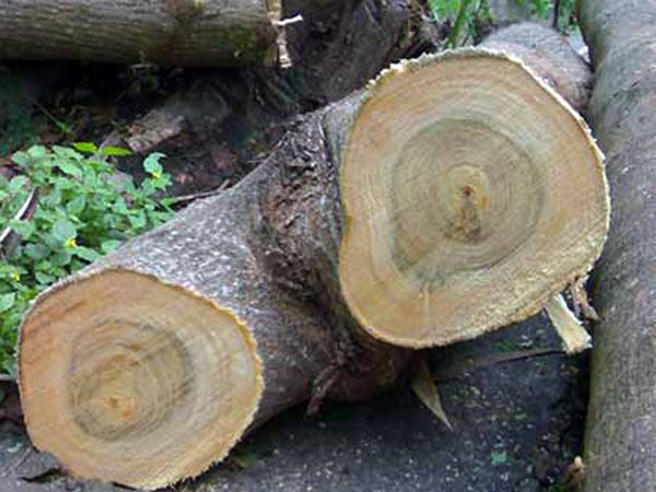 Fusto-alberi-pericolosi-parma